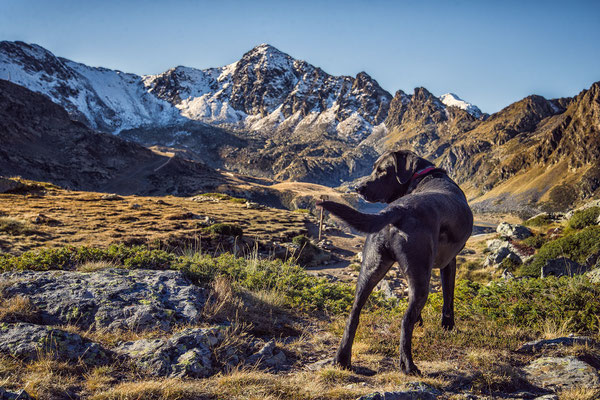 Urlaub mit Hund in Österreich, wandern Berge