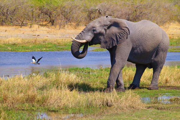 Elefant - Erlebe Deinen exklusiven Urlaub auf einer Safari! In Deiner Reiserei, Reisebüro in Berlin Brandenburg