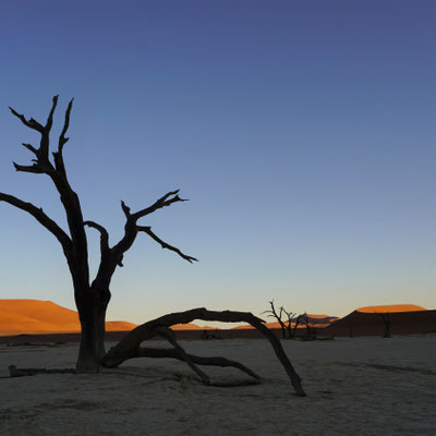 Dead Vlei, Nambia, Reisebericht