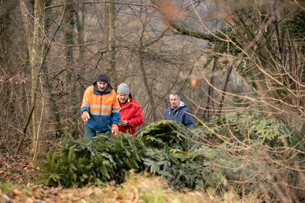 Laichbäume versenken Januar 2022. (Foto CC)