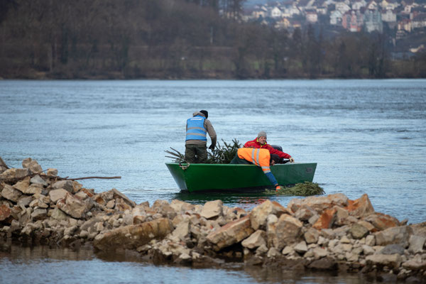 Laichbäume versenken Januar 2022. (Foto CC)