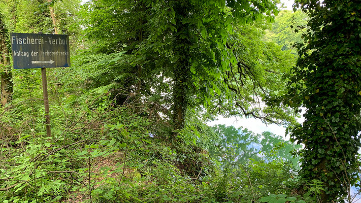 Die Tafel im Wald (nach den Tennisplätzen) markiert das Ende (oder den Beginn - je nach Blickrichtung) der Fischerei-Schonstrecke und damit des Fischereiverbots. Ab hier darf Rheinaufwärts gefischt werden. (Foto PC).