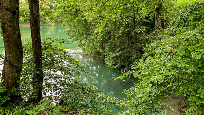 Das Ufer ist nicht leicht zugänglich beim Laufenburger Chrydeberg. (Foto PC)