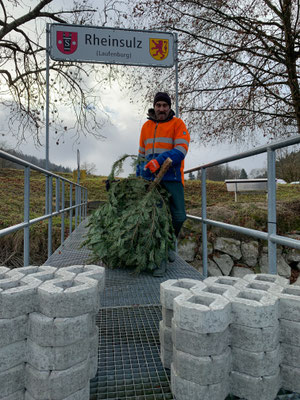 Laichbäume versenken Januar 2022. (Foto PC)