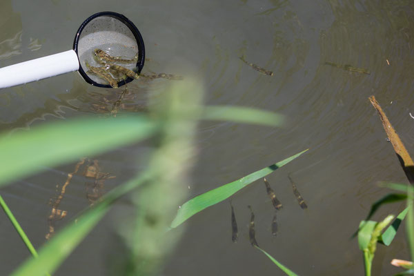 Junglachs-Besatz im Umgehungsgewässer Leibstadt. (Foto PC)