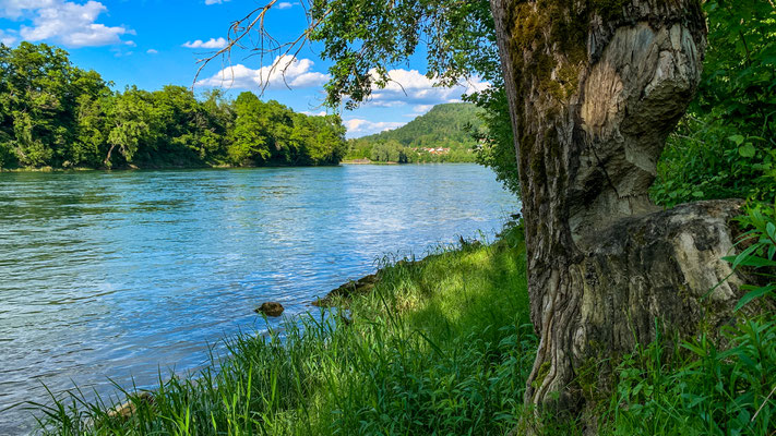 Biberspuren am Rheinufer bei Etzgen. (Foto PC)