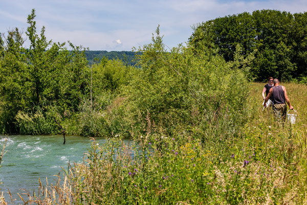 Junglachs-Besatz im Umgehungsgewässer Leibstadt. (Foto PC)