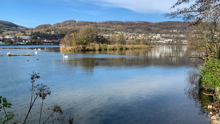 Flache Uferzonen, langsam fliessendes Wasser, kleine Inseln. Den Wasservögeln scheint es zu gefallen am Rhein bei Full. (Foto PC)