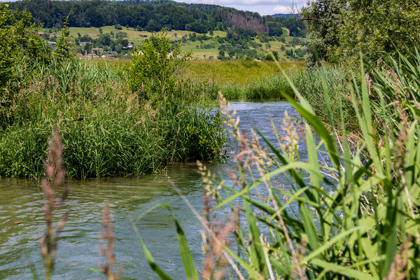 Umgehungsgewässer Leibstadt. (Foto PC)