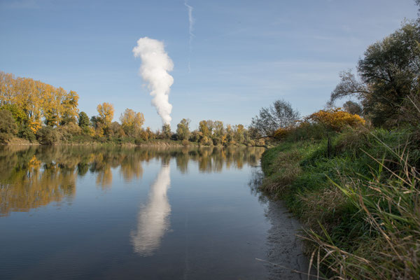 Der Altrhein bei Schwaderloch (Rossgarten). Im Hintergrund ist das Kernkraftwerk Leibstadt zu sehen. (Foto CC)