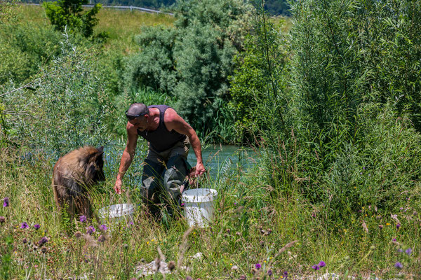 Junglachs-Besatz im Umgehungsgewässer Leibstadt. (Foto PC)