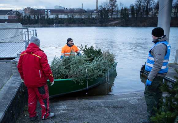 Laichbäume versenken Januar 2022. (Foto CC)