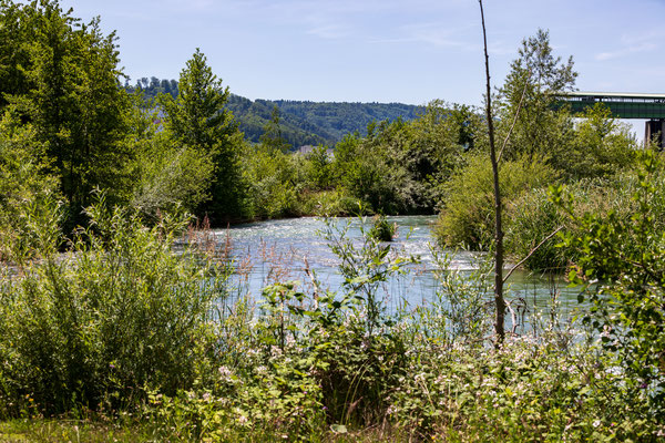 Umgehungsgewässer Leibstadt. (Foto PC)