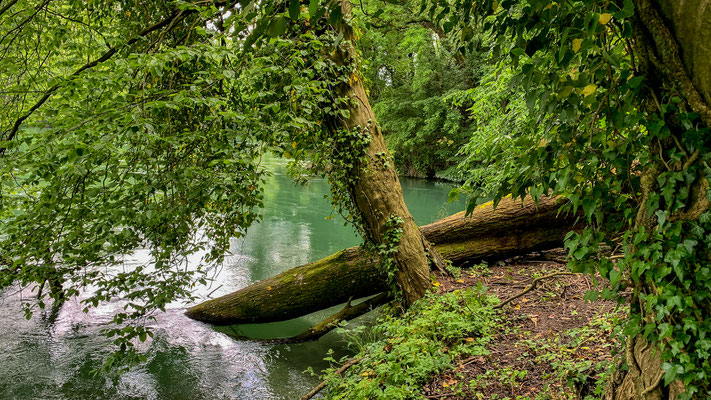 Verwachsene Buchten warten rund um den Laufenburger Chrydeberg darauf entdeckt zu werden. (Foto PC)