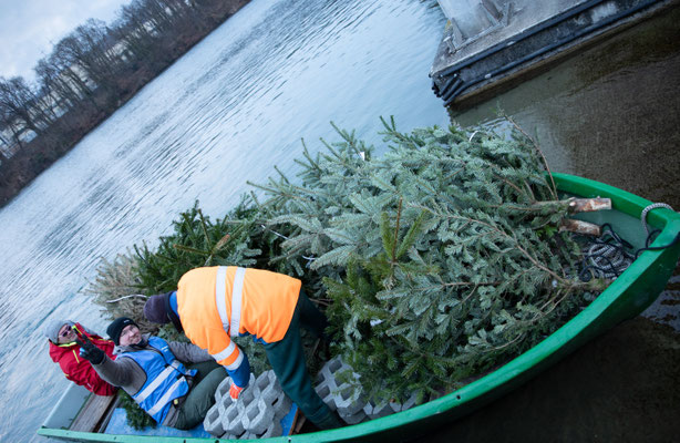 Laichbäume versenken Januar 2022. (Foto CC)