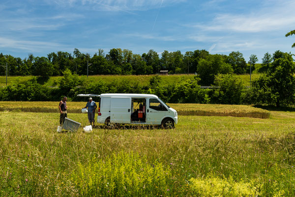 Junglachs-Besatz im Umgehungsgewässer Leibstadt. (Foto PC)