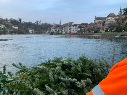 Laichbäume versenken Januar 2022. (Foto PC)