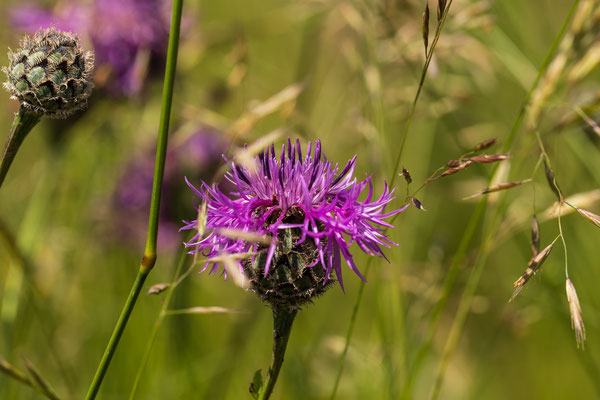 Flora beim Umgehungsgewässer Leibstadt (Foto PC)