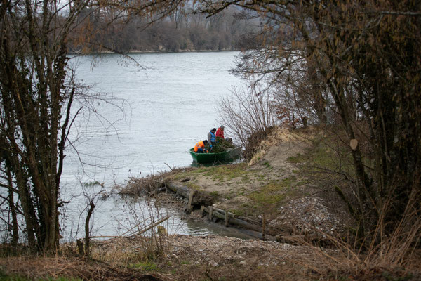 Laichbäume versenken Januar 2022. (Foto CC)