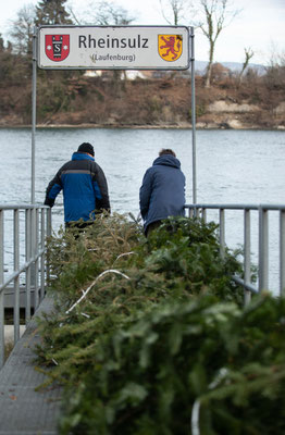 Laichbäume versenken Januar 2022. (Foto CC)