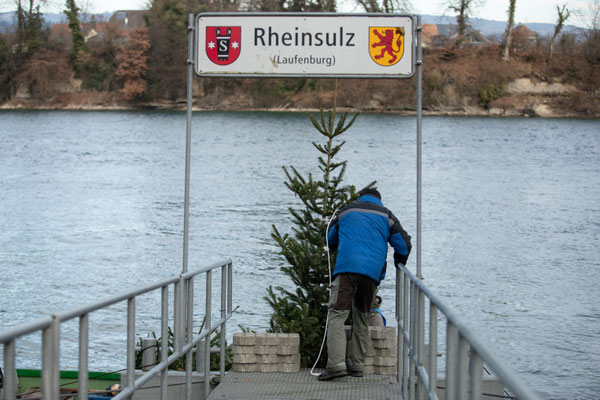 Laichbäume versenken Januar 2022. (Foto CC)