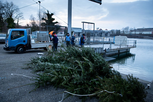 Laichbäume versenken Januar 2022. (Foto CC)