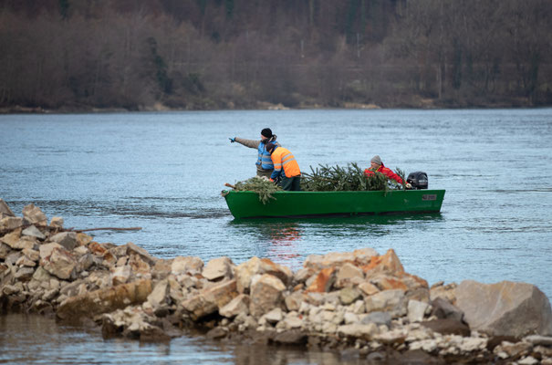 Laichbäume versenken Januar 2022. (Foto CC)