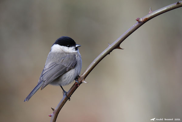Mésange nonnette 3