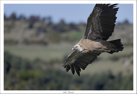 Vautour fauve 13