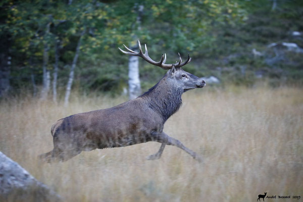 Cerf 19-9