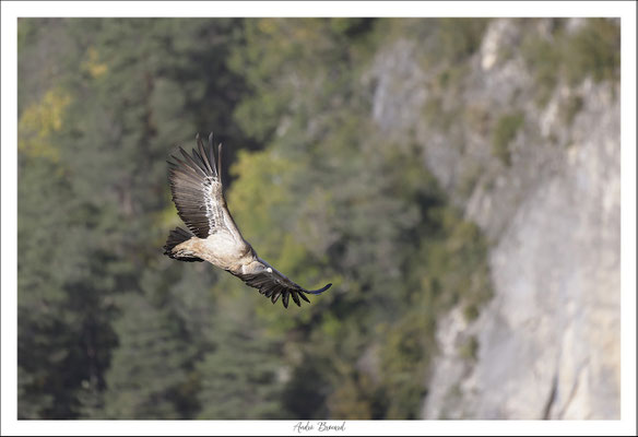 Vautour fauve 42