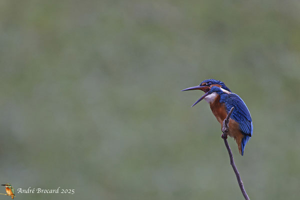 Martin pêcheur 11