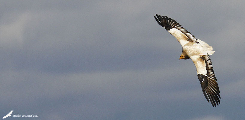 Vautour percnoptère 1