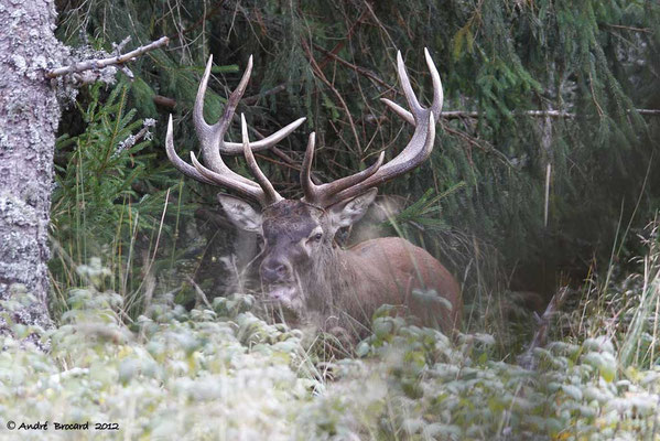 Cerf 34