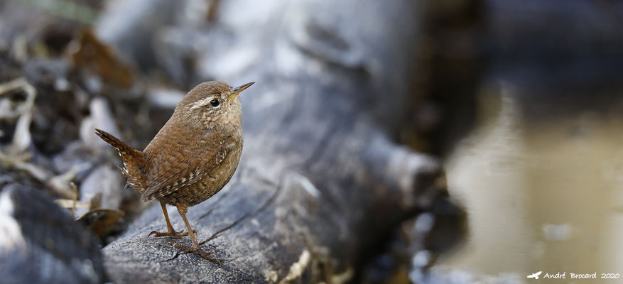 Troglodyte mignon 1