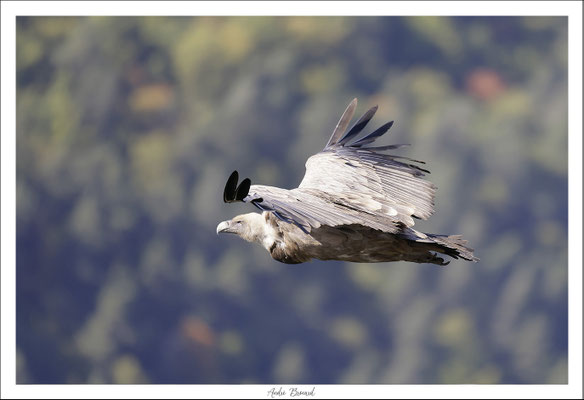 Vautour fauve 14