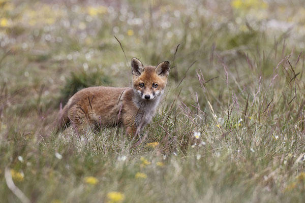 Renard 131
