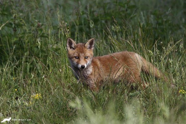 Renard 21
