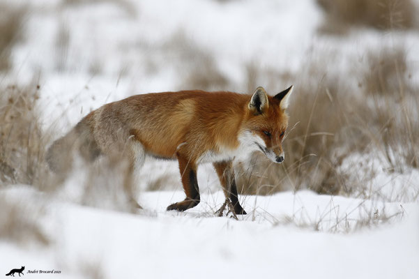 Renard  22/5