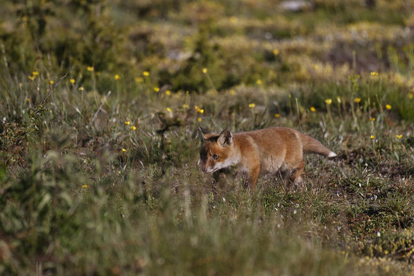 Renard 137