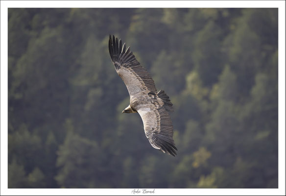 Vautour fauve 37