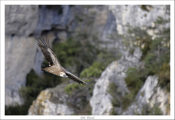 Vautour fauve 27