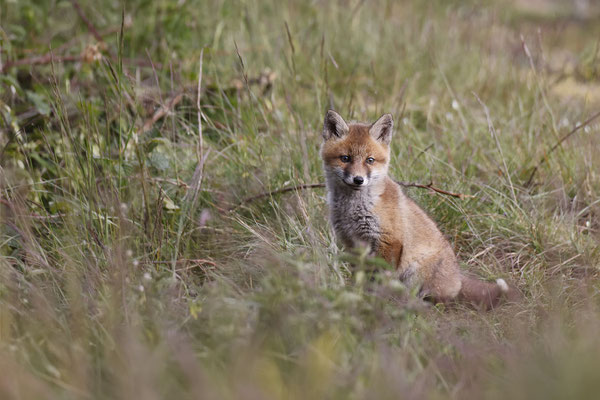 Renard 116