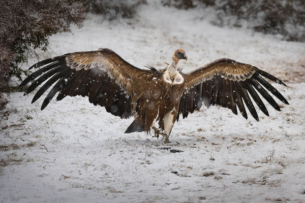 Sous la neige 6