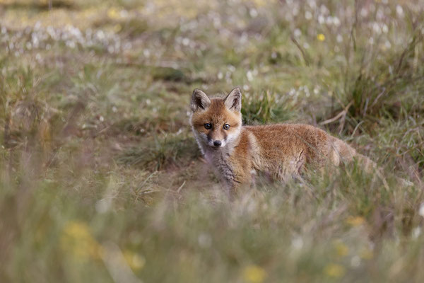Renard 113