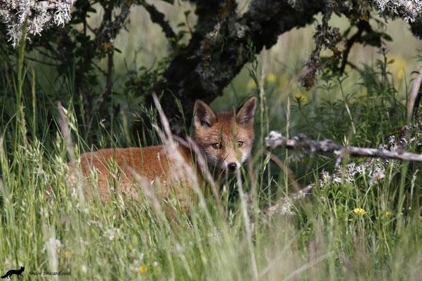 Renard 22