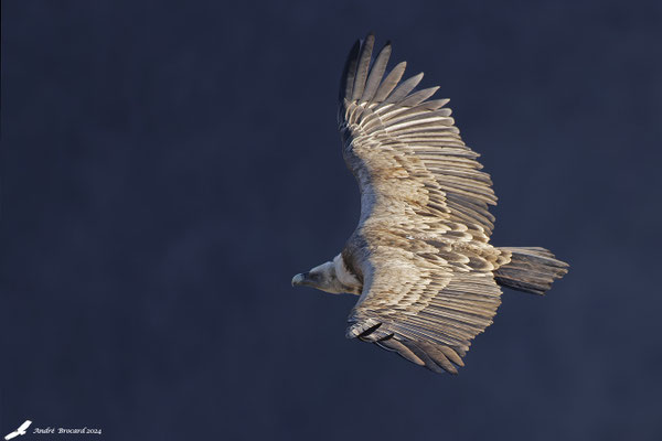 Vautour fauve 72