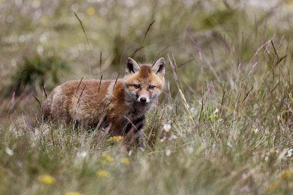 Renard 130