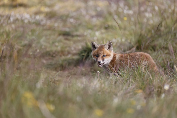 Renard 110