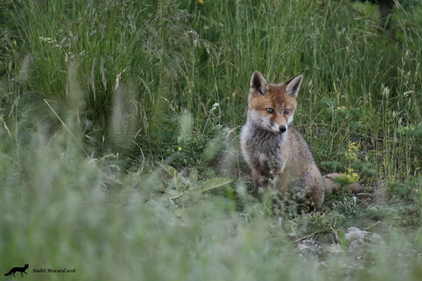 Renard 34